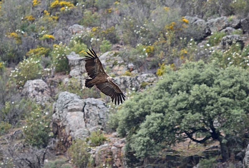 Griffon Vulture - South and west Spain - April and May 2012