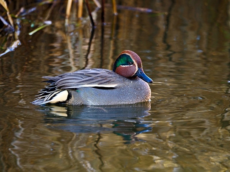 Teal - Dabbling ducks
