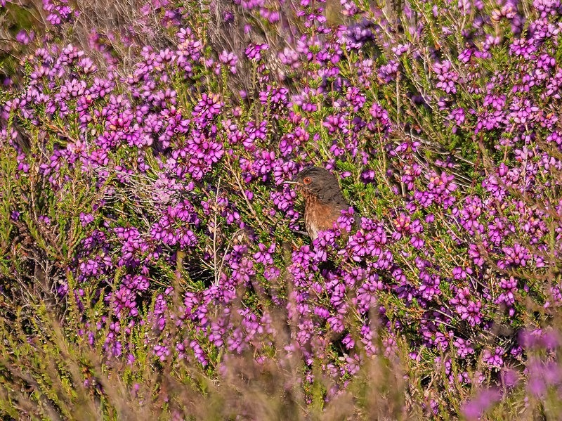 Dartford Warbler - Warblers