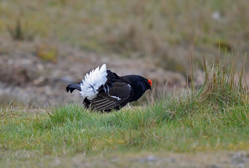 Black Grouse - Game birds