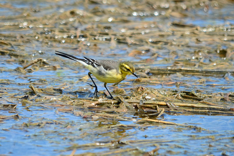 Citrine Wagtail - Estonia