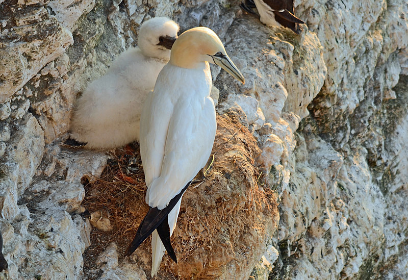 Gannets - Gannets