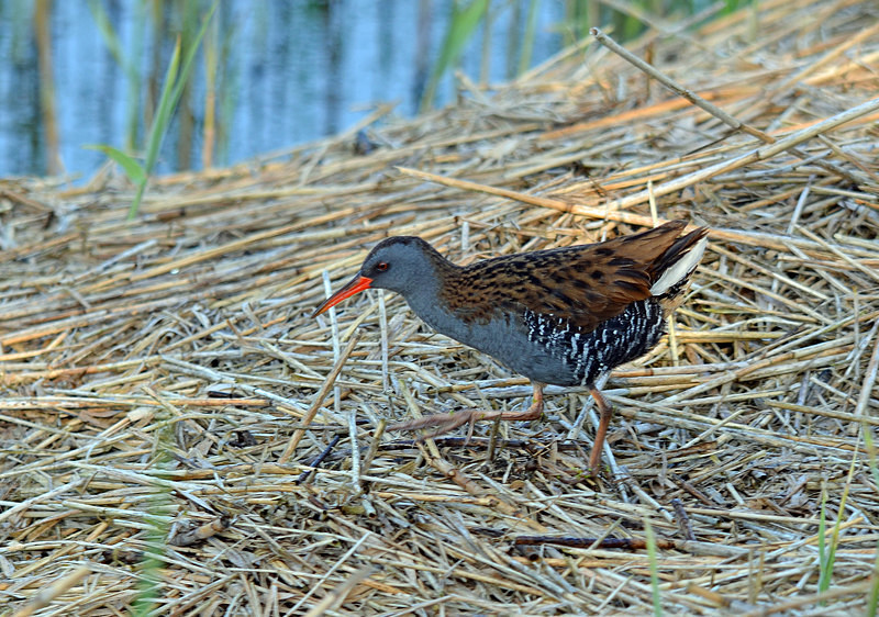 Water Rail - Crakes and rails