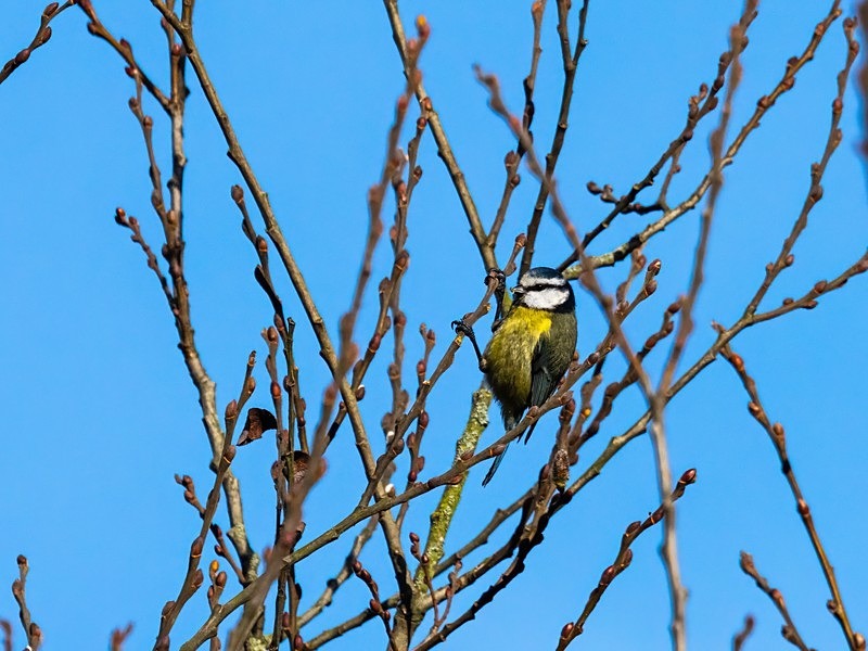 Blue Tit - Tits