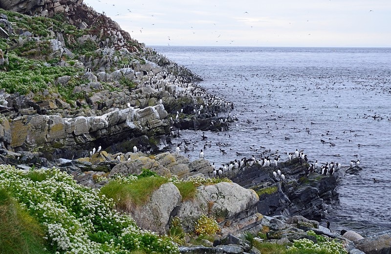 Hornøya, Barents Sea, Troms og Finnmark, Norway - North Norway