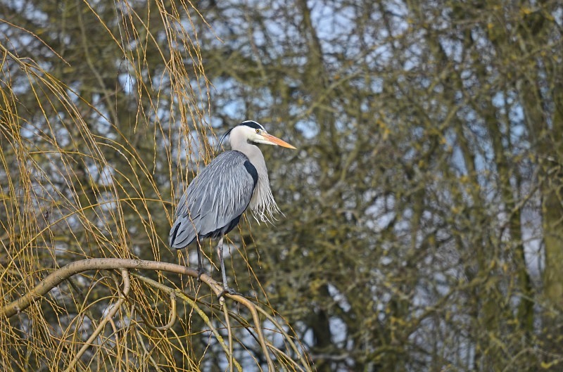 Grey Heron - Herons and egrets