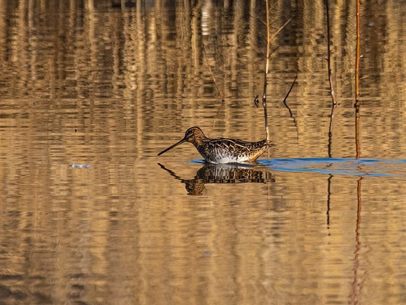 Common Snipe - Snipes and woodcocks