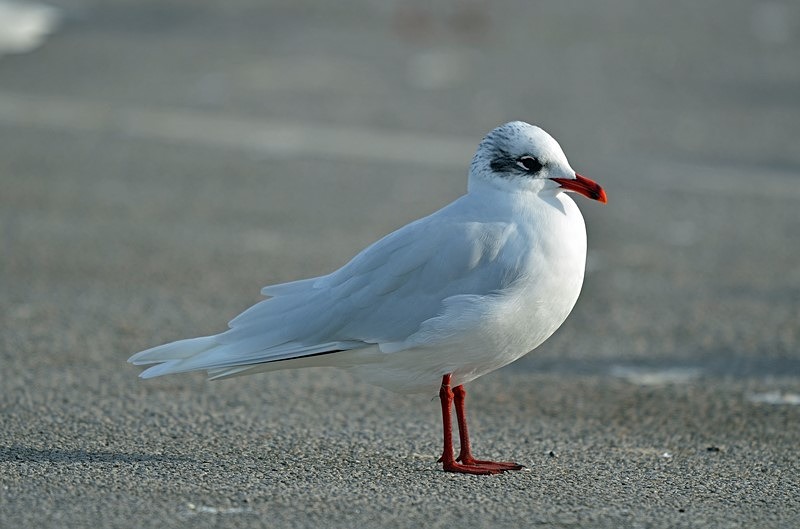 Mediterranean Gull - Gulls