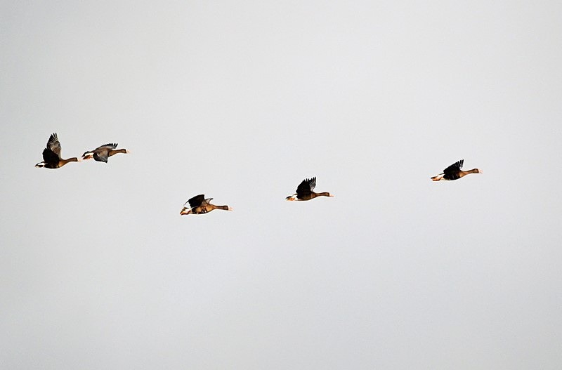 Greater (Greenland) White-fronted Geese - Ireland - January and February 2020