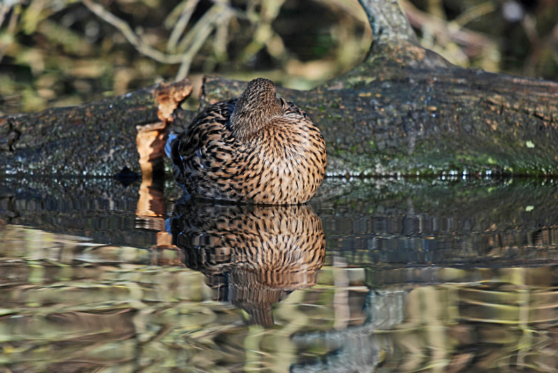 Mallard - Dabbling ducks