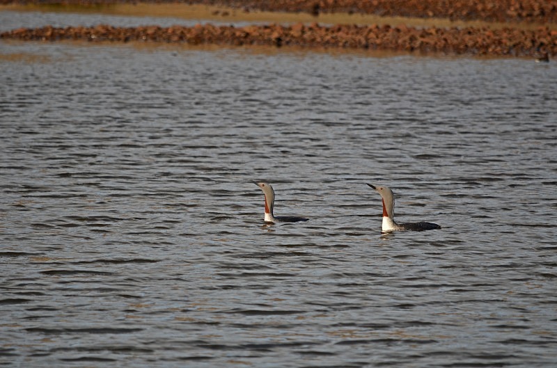 Red-throated Divers - Snæfellsnes peninsula