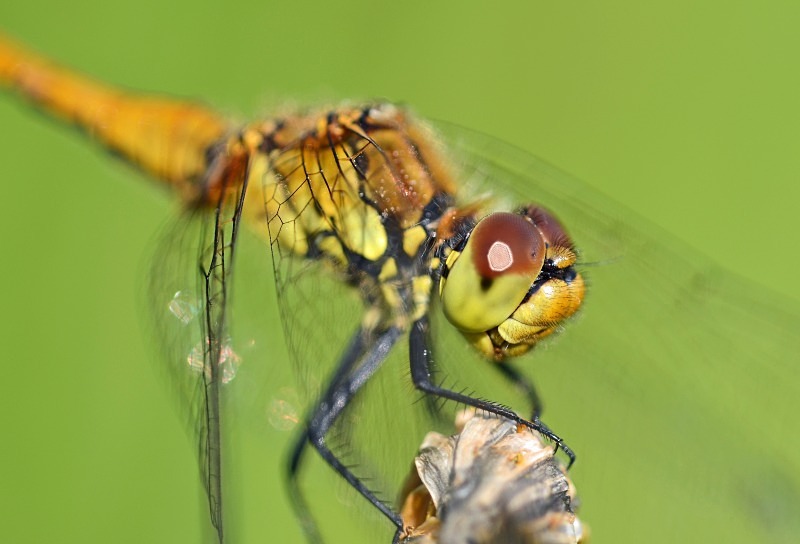 Ruddy Darter - Dragonflies and damselflies