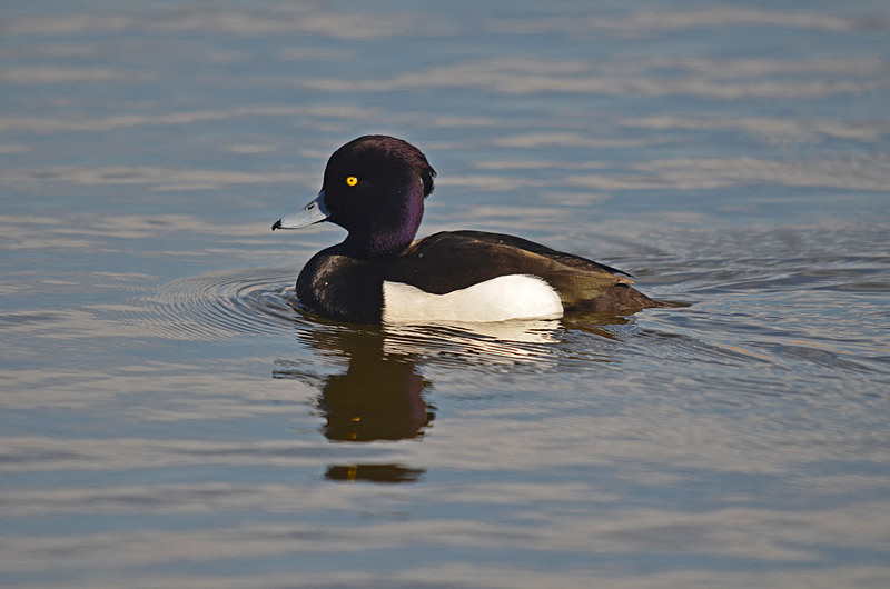 Tufted Duck - Diving ducks