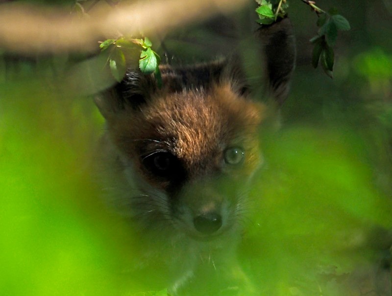 Red Fox cub - Red Foxes