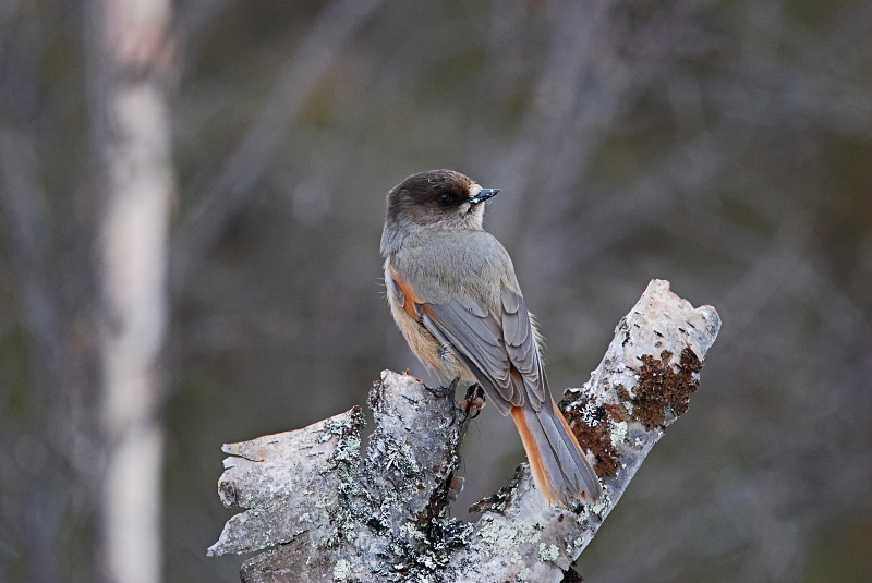 Siberian Jay - Finland