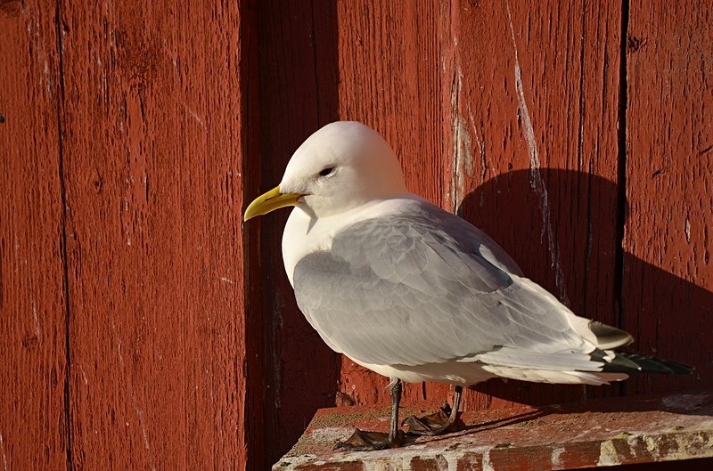 Kittiwake - North Norway