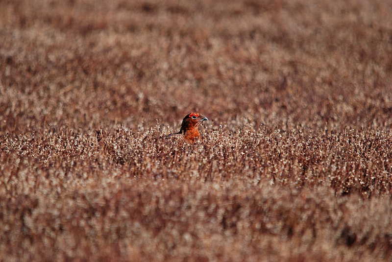 Red Grouse - Game birds