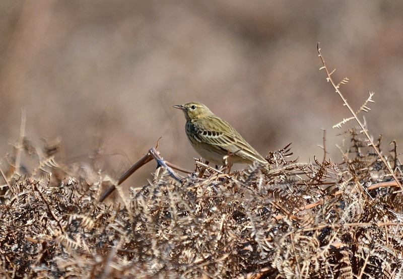 Tree Pipit - Pipits