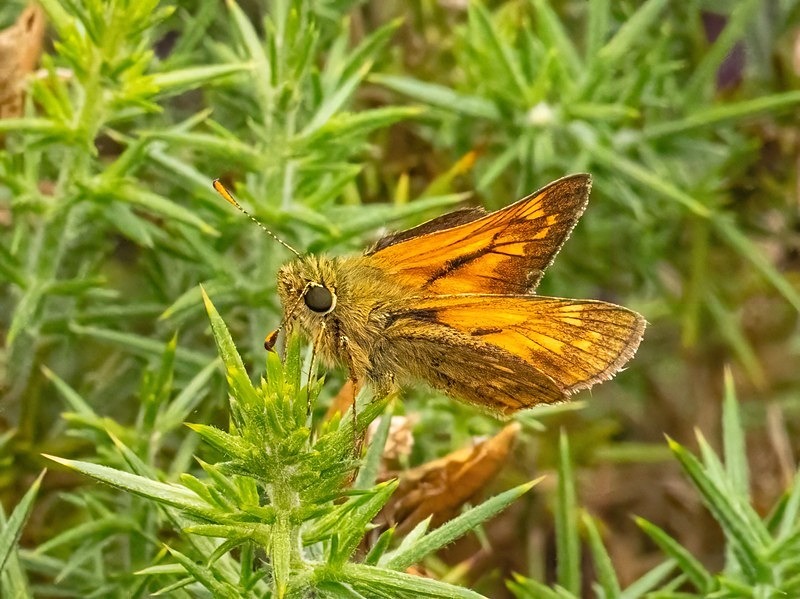 Large Skipper - Butterflies