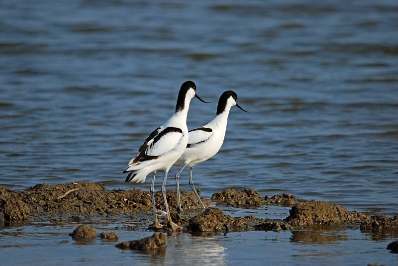 Avocets - Avocets and stilts