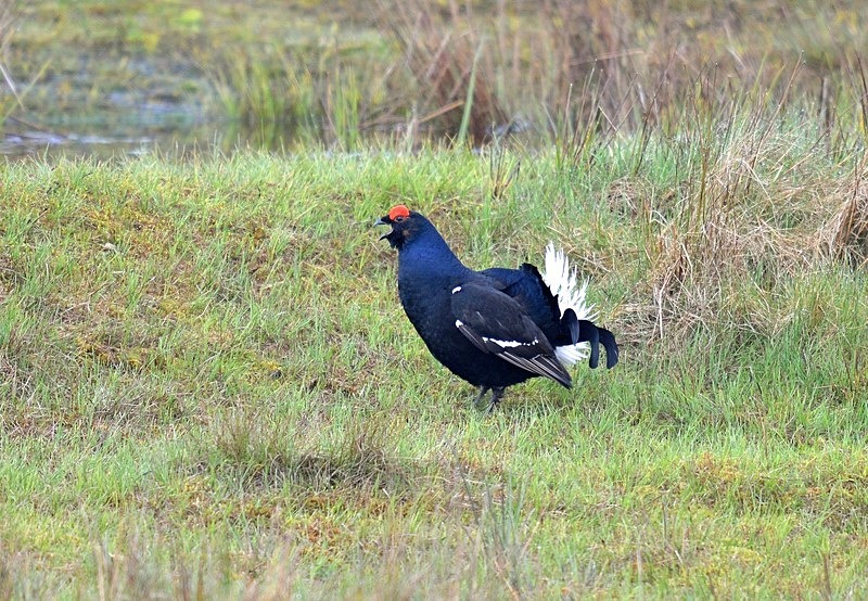 Black Grouse - Game birds