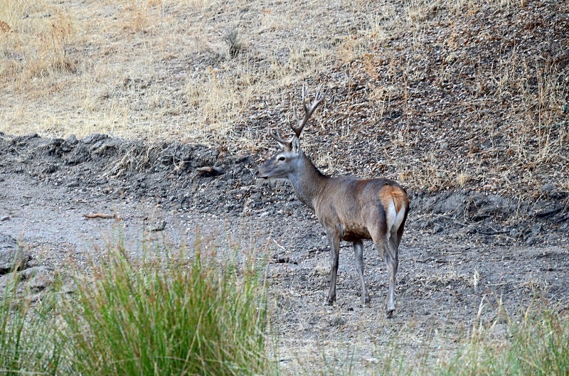 Red Deer - South Spain - September 2013