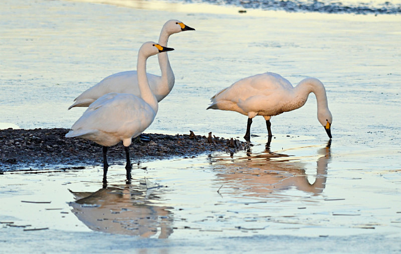 Bewick's Swans