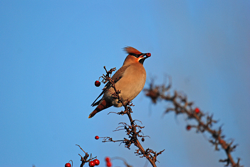 Waxwing - Waxwings