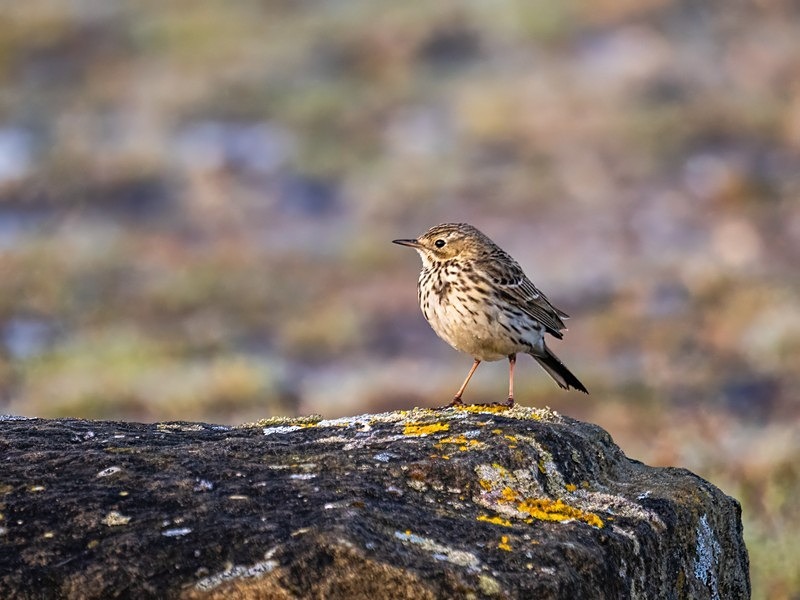 Meadow Pipit - Pipits