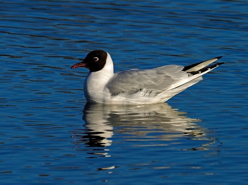 Black-headed Gull - Gulls
