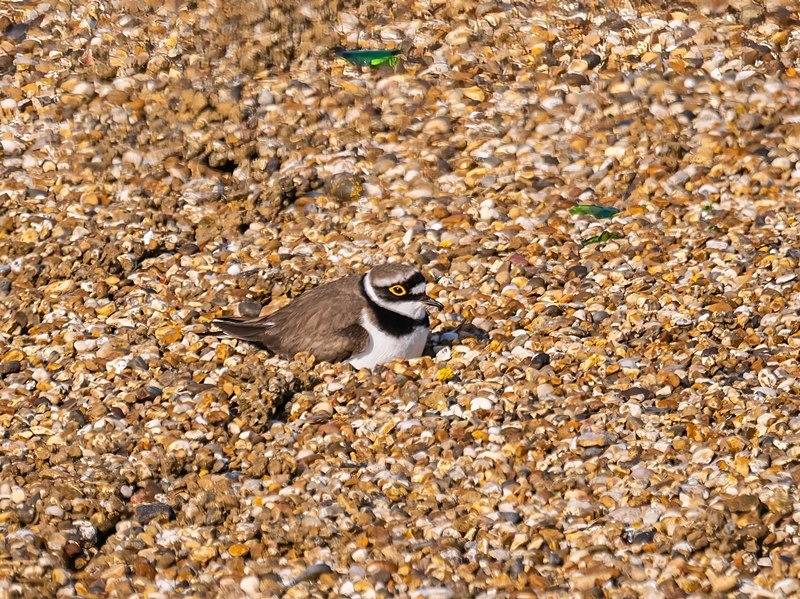 Little Ringed Plover - Plovers