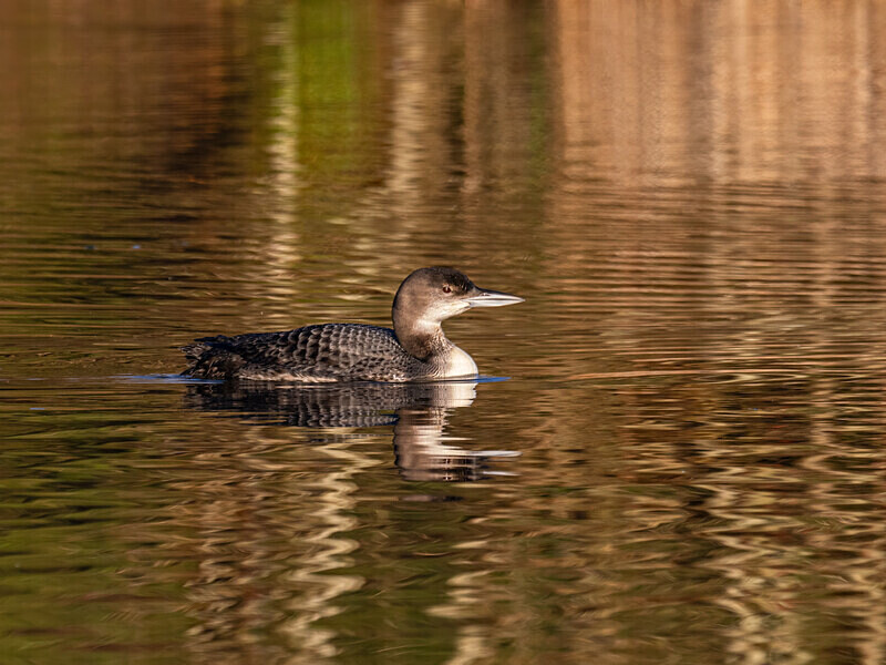 Great Northern Diver - Latest photos