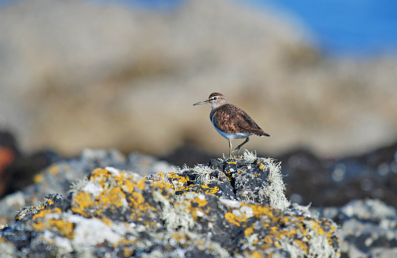 Common Sandpiper - Sandpipers