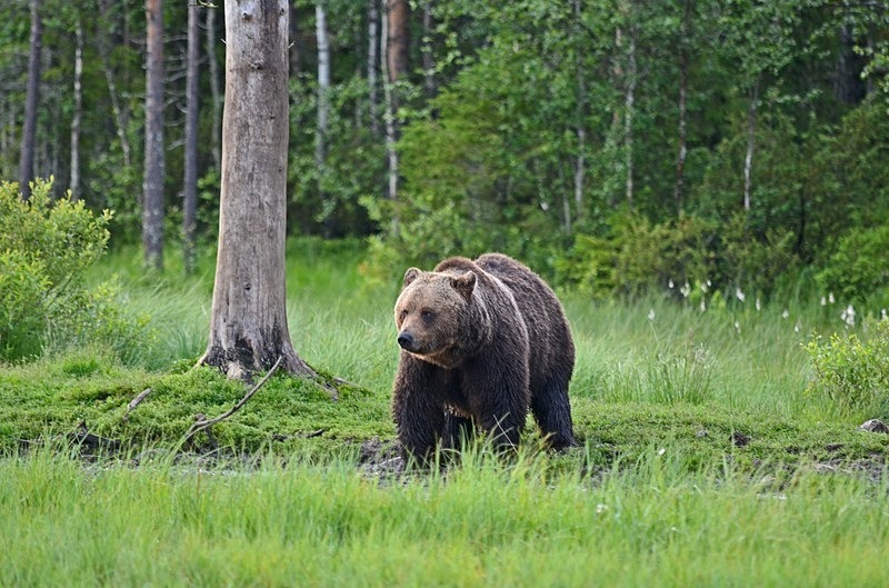 Brown Bear - North Finland - part 2