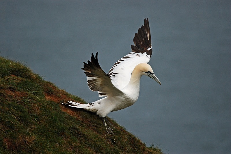 Gannet - Gannets