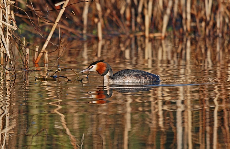 Great Crested Grebe - Grebes