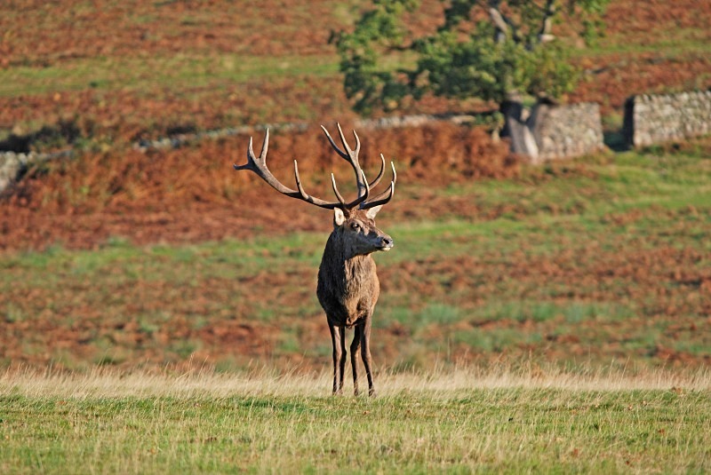 Red Deer - Red Deer