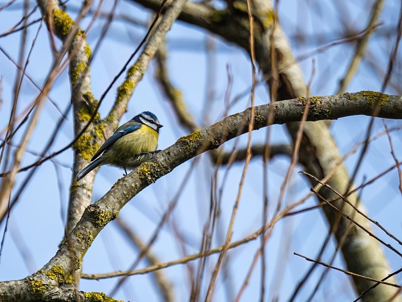 Blue Tit - Tits