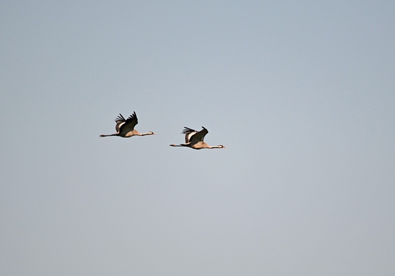 Common Cranes - North east Poland - May 2013