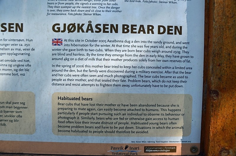 Gjøkåsen bear den, Pasvikdalen, Troms og Finnmark, Norway - North Norway