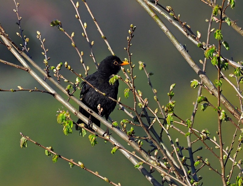 Blackbird - Thrushes