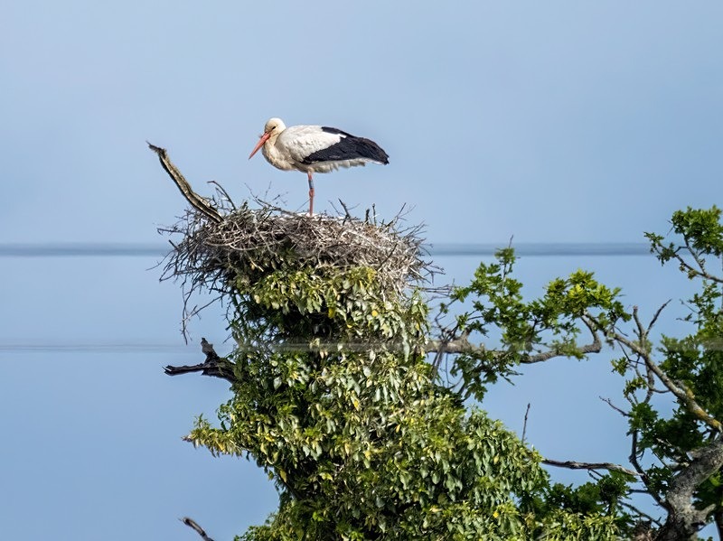 White Stork - Storks