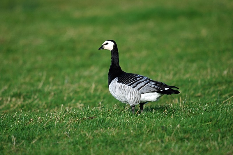 Barnacle Goose - Black geese