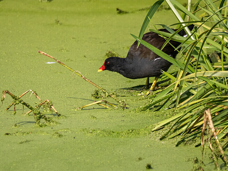 Moorhen - Latest photos