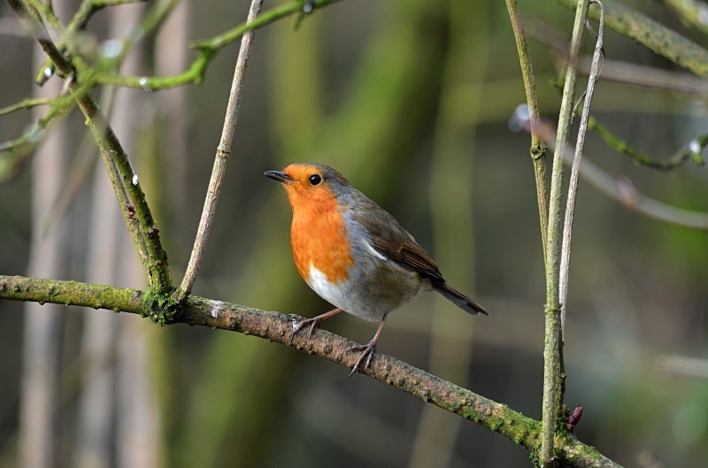 Robin - Robins