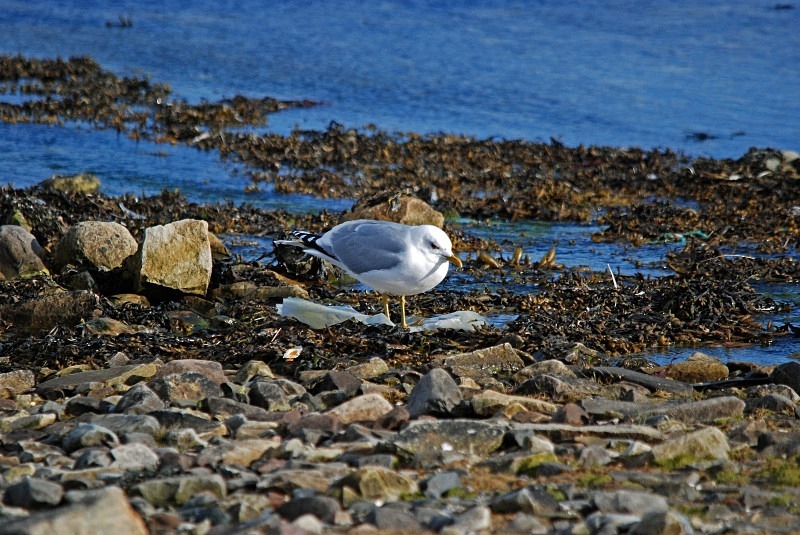 Common Gull - North Finland and north Norway - May and June 2009