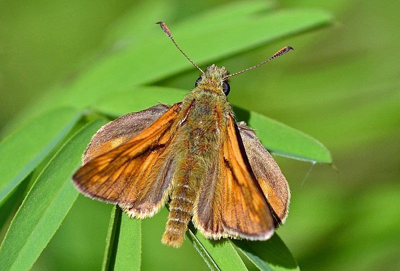Large Skipper - Butterflies