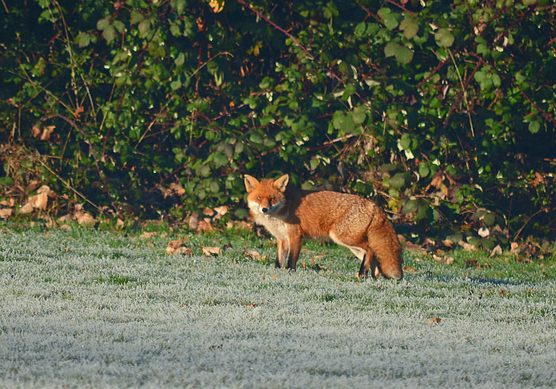 Red Fox - Red Foxes