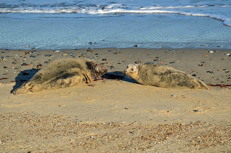 Atlantic Grey Seal - Atlantic Grey Seals