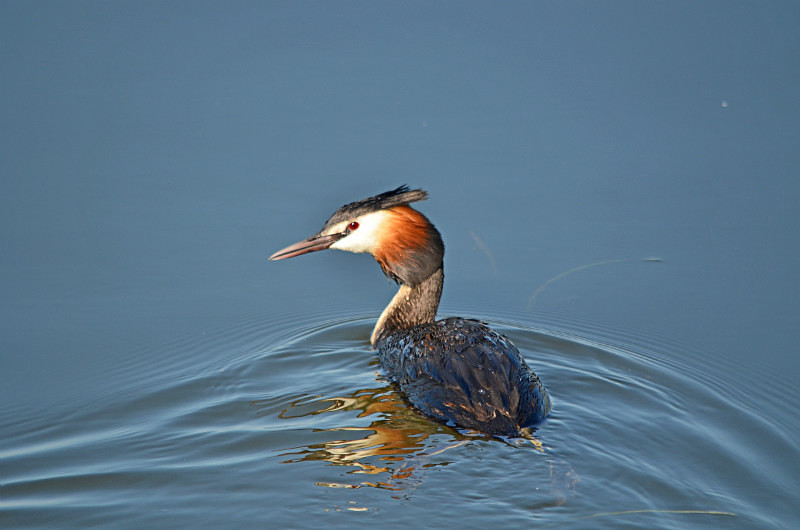 Great Crested Grebe - Central Macedonia